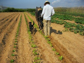 L’Horta de les Casetes L’Horta de les Casetes